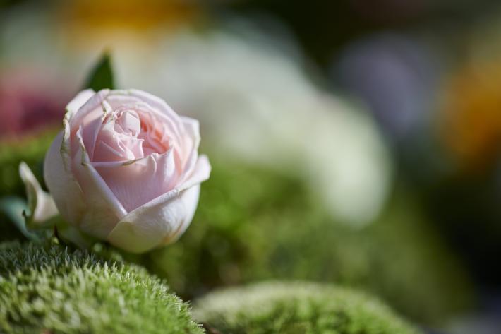 Rose on natural background