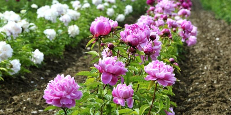 Peony farming