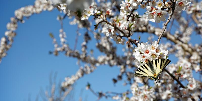 Blooming Almond Trees