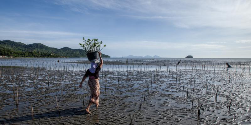 Mangroves - Indonesia - Credits Hellio & Van Ingen