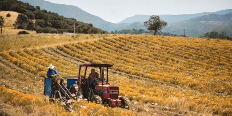 Two farmers operate a red tractor in a vast field of yellow and white wildflowers, with rows of crops stretching into the distance. The field is set against a backdrop of rolling hills and distant mountains under a clear, sunny sky. The scene evokes sustainable and regenerative farming practices, with a focus on nature and biodiversity.