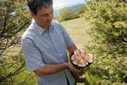 Cade picker Michael Comte in Ardeche