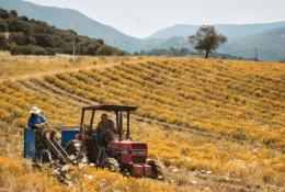 Two farmers operate a red tractor in a vast field of yellow and white wildflowers, with rows of crops stretching into the distance. The field is set against a backdrop of rolling hills and distant mountains under a clear, sunny sky. The scene evokes sustainable and regenerative farming practices, with a focus on nature and biodiversity.